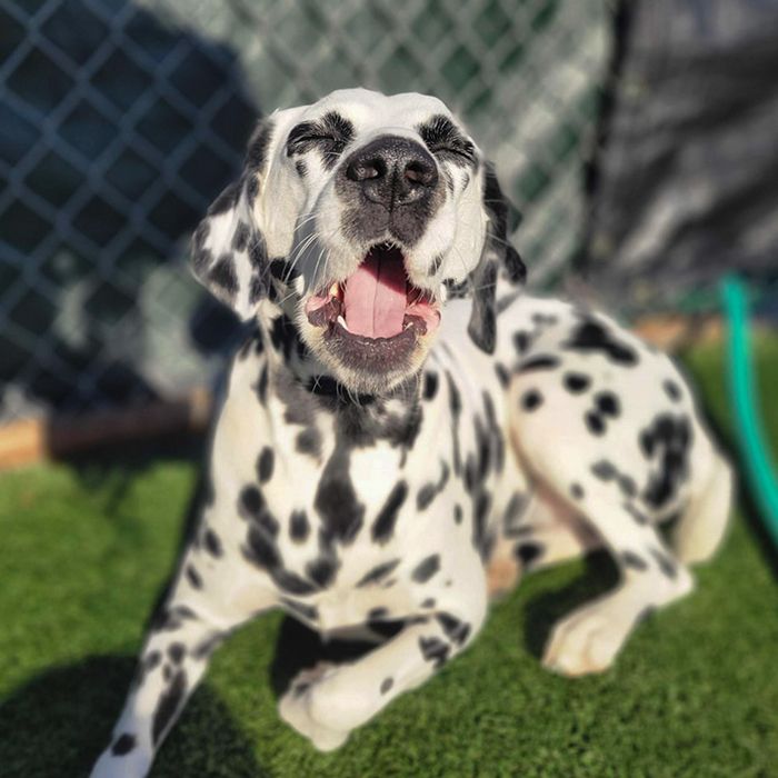 dalmatian dog sunbathing at gagnon's pet resort