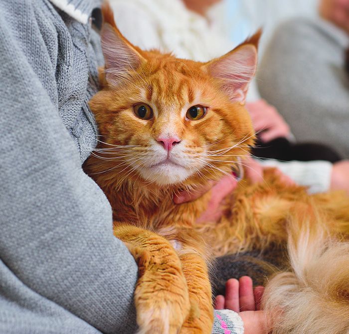 adorable furry orange cat with his owner