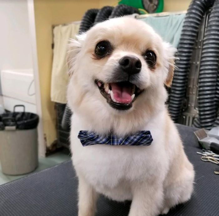 smiling small dog after grooming at gagnon's pet resort
