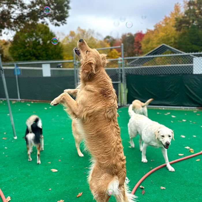 happy golden retriever dog chasing bubbles at gagnon's pet resort