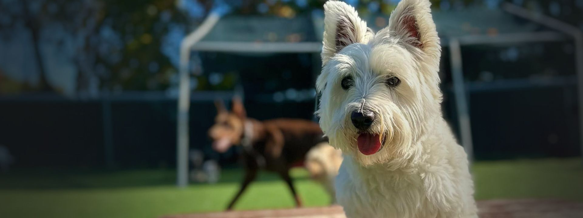 smiling white furry dog at gagnon's pet resort